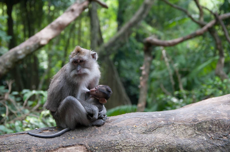 bali_2012_BAL3192