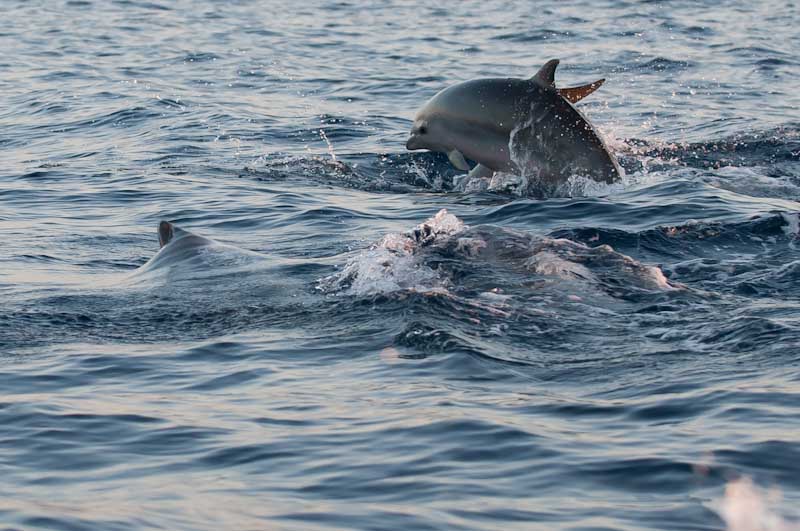 bali_2012_BAL3477