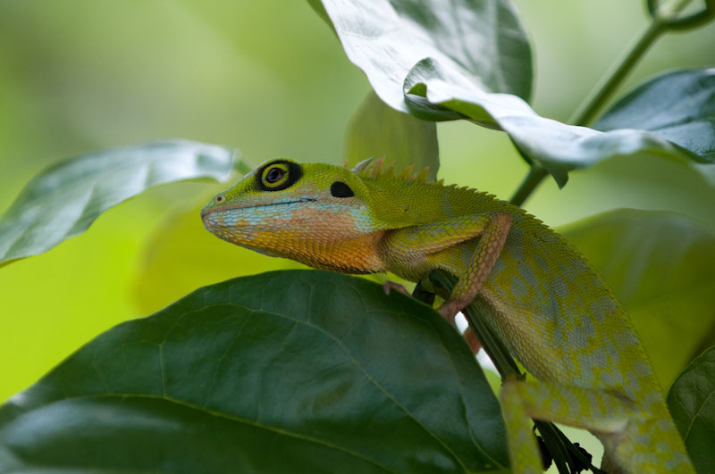 bali_2012_BAL3597