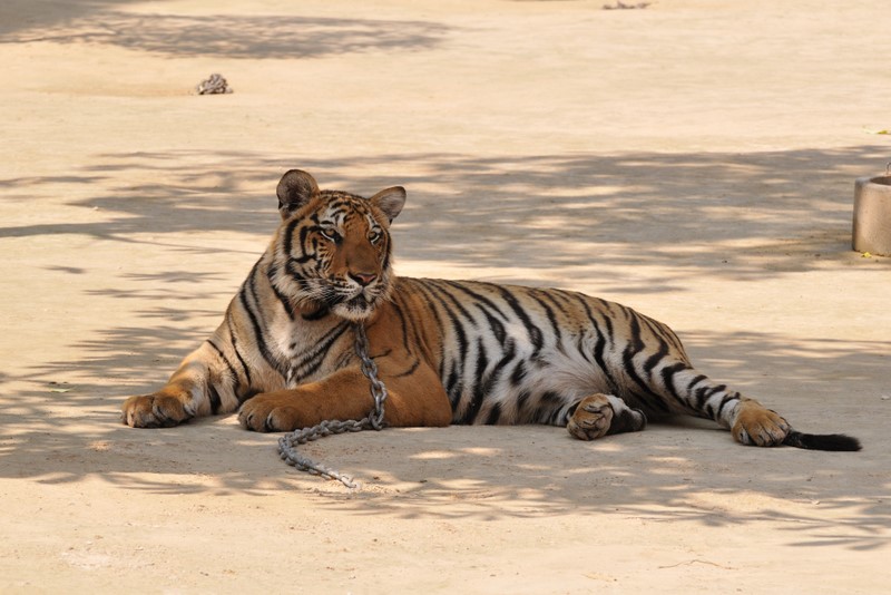 kanchanaburi_2010_KAN_5844