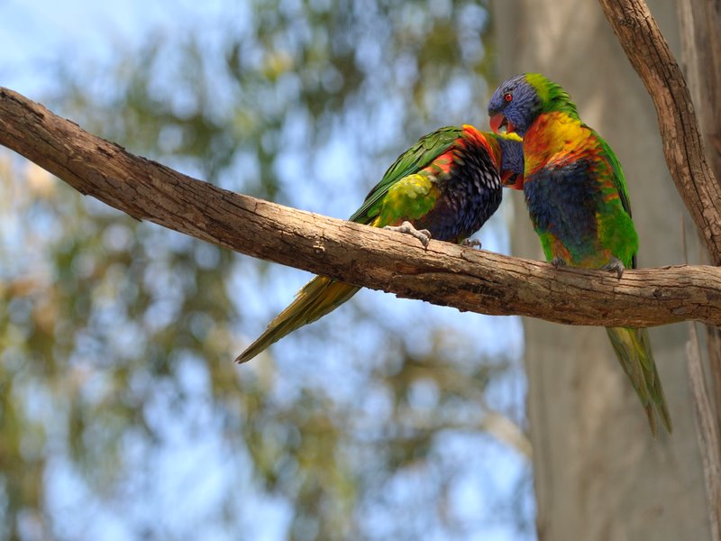 adelaide_2009_ADE_5015