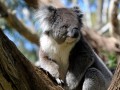 Adelaide