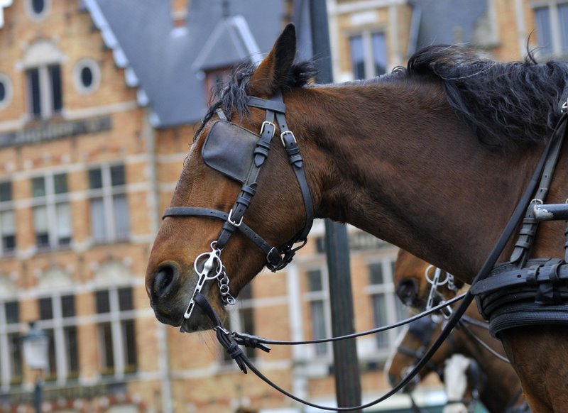 bruges_2009_BRU2664